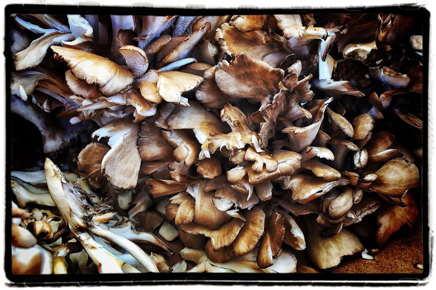 Farmers Market